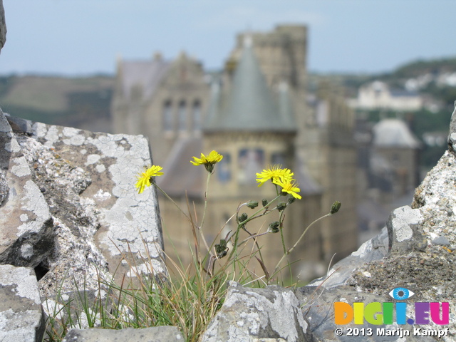 SX28523 Flowers on ruins of Aberystwyth castle